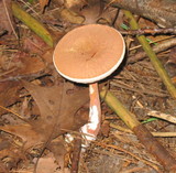 Austroboletus gracilis image
