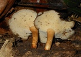 Polyporus brumalis image
