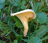 Cantharellus chicagoensis image