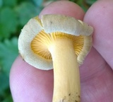 Cantharellus chicagoensis image