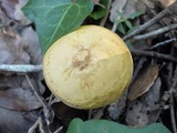 Tricholoma sulphureum image