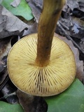 Tricholoma sulphureum image