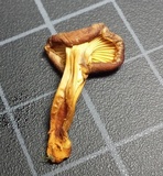 Cantharellus appalachiensis image