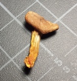 Cantharellus appalachiensis image