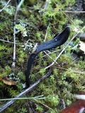 Geoglossum cookeanum image