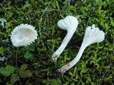 Hygrocybe russocoriacea image
