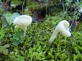 Hygrocybe russocoriacea image