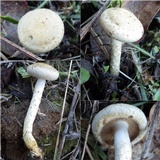 Pholiota gummosa image
