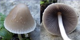 Coprinopsis marcescibilis image