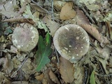 Russula cyanoxantha image