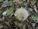 Russula cyanoxantha image