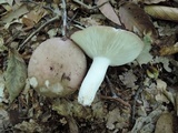 Russula cyanoxantha image