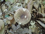 Russula cyanoxantha image