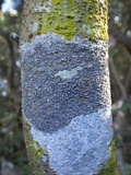Phaeographis lyellii image