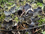 Peltigera neckeri image