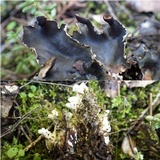 Peltigera neckeri image
