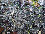 Peltigera polydactylon image