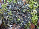 Peltigera polydactylon image