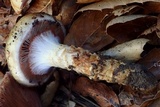 Cortinarius glutinosoarmillatus image