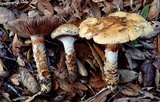 Cortinarius glutinosoarmillatus image