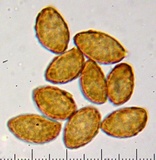 Cortinarius glutinosoarmillatus image