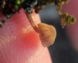 Mycena corticola image