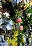 Mycena corticola image