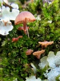 Mycena corticola image