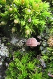 Mycena corticola image