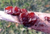 Exidia recisa image