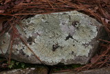Flavoparmelia baltimorensis image