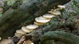 Favolus tenuiculus image