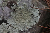 Flavoparmelia baltimorensis image