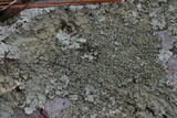 Flavoparmelia baltimorensis image