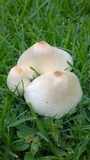 Chlorophyllum hortense image