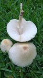 Chlorophyllum hortense image