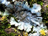 Parmotrema reticulatum image