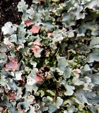 Parmotrema reticulatum image