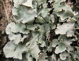 Parmotrema reticulatum image