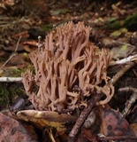 Ramaria violaceibrunnea image