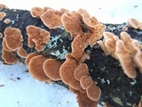Trichaptum abietinum image
