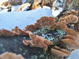 Trichaptum abietinum image