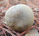 Retiboletus fuscus image
