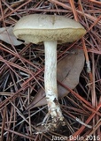 Retiboletus fuscus image