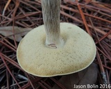 Retiboletus fuscus image