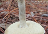 Retiboletus fuscus image