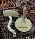 Retiboletus fuscus image