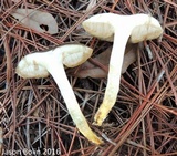 Retiboletus fuscus image