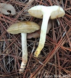 Retiboletus fuscus image