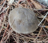 Retiboletus fuscus image